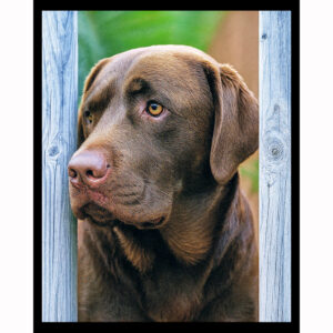 Chocolate Lab