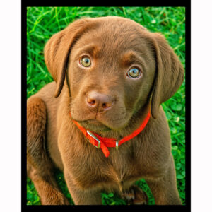 Chocolate Lab Puppy