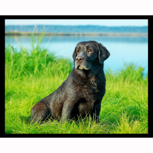 Chocolate Lab on Shore