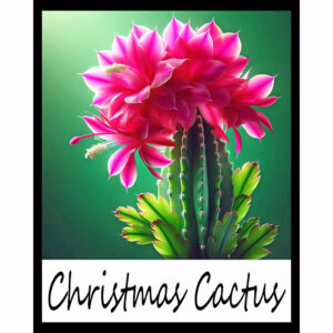 Flower Series: Christmas Cactus