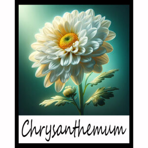 Flower Series: Chrysanthemum