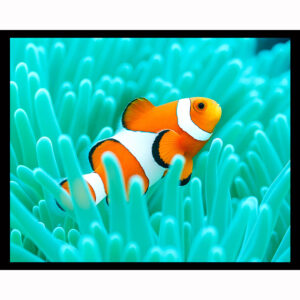 Clown Fish