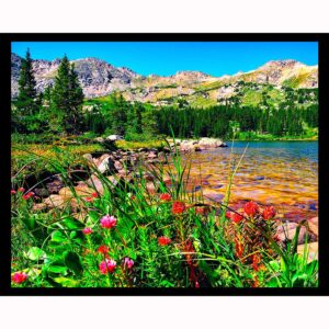 Colorado Wildflowers