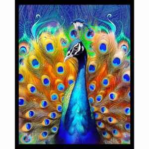 Colorful Peacock