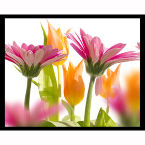 Colorful Spring Flowers