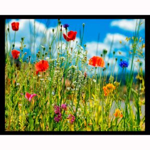 Colorful Wildflowers