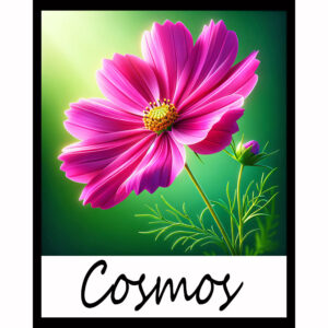 Flower Series: Cosmos