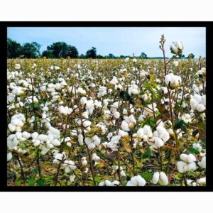 Cotton Field