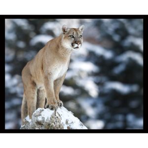 Cougar