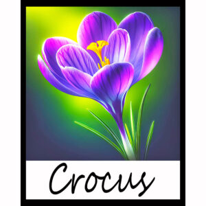 Flower Series: Crocus