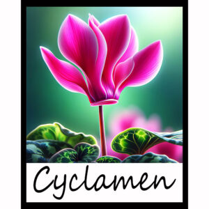 Flower Series: Cyclamen
