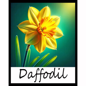 Flower Series: Daffodil