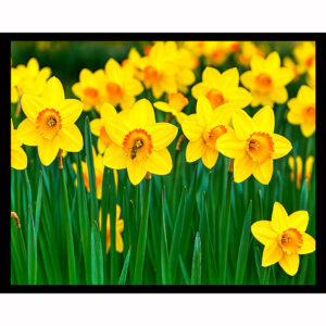 Daffodils