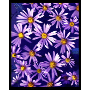 Organics - Daisies in Purple