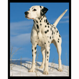 Dalmatian