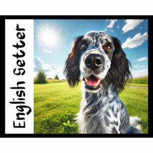 Dog Series: English Setter