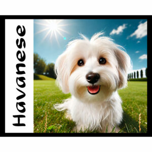 Dog Series: Havanese