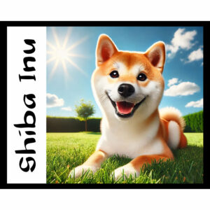 Dog Series: Shiba Inu
