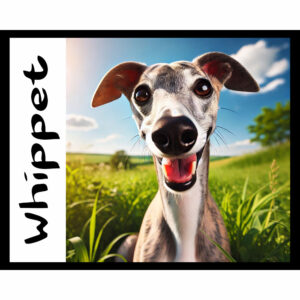 Dog Series: Whippet