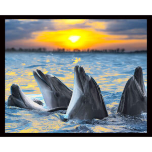 Dolphins at Sunset