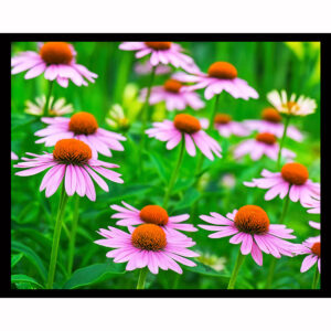 Echinacea