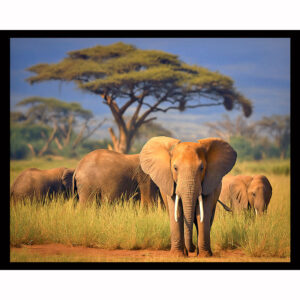 Elephants In The Wild