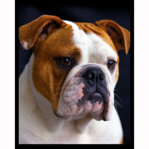 English Bulldog