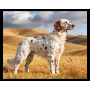 English Setter Landscape