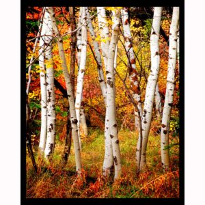 Fall Birch Trees