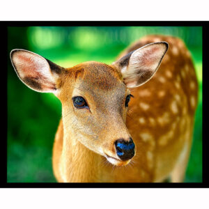 Fawn