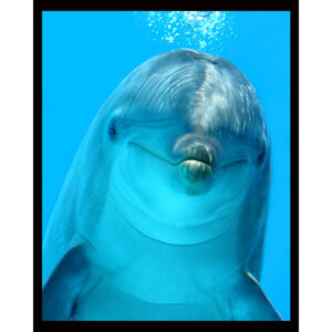 Friendly Dolphin