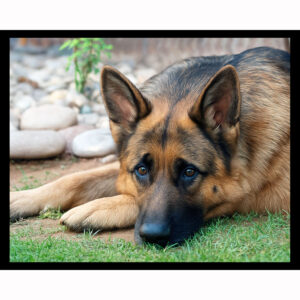 German Shepherd