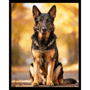 German Shepherd Portrait
