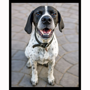 German Shorthaired Pointer
