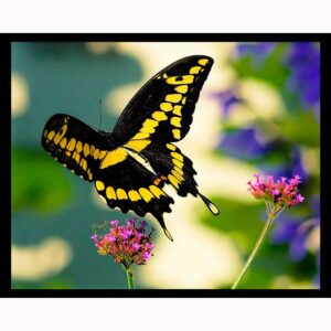 Giant Swallowtail
