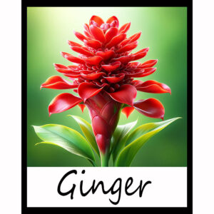 Flower Series: Ginger