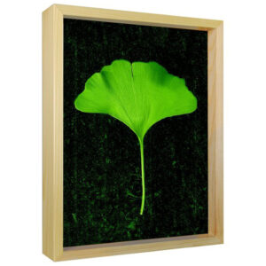Ginkgo - Sun Art Print