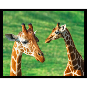 Giraffes