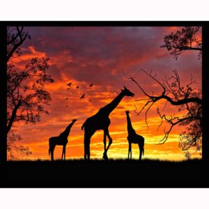 Giraffes at Sunset