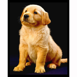 Golden Retriever Puppy