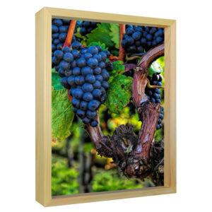 Grape Vines - Sun Art Print