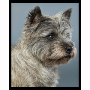 Grey Cairn Terrier