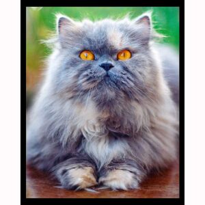 Grey Persian Cat