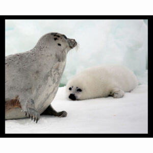 Harp Seal Cow Pup