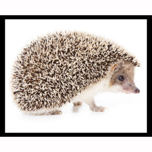 Hedgehog