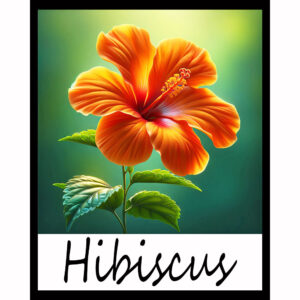 Flower Series: Hibiscus