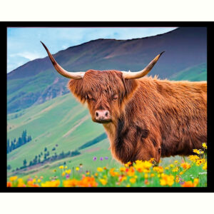 Highland Cow