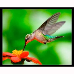 Hummingbird and Red Flower