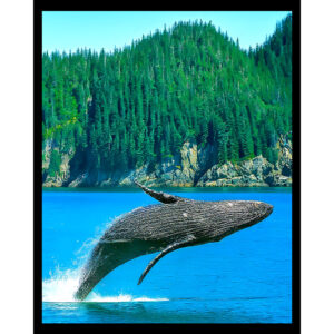 Humpback Whale
