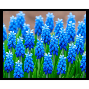 Hyacinths